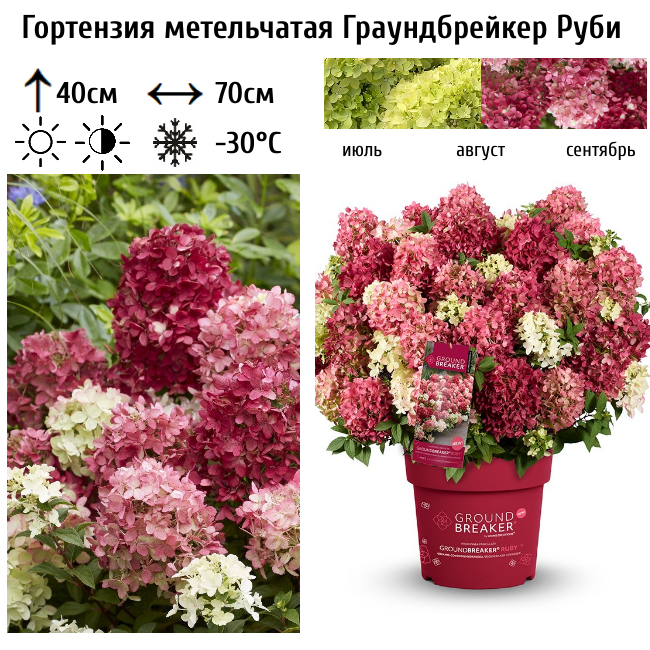Гортензия метельчатая Граундбрейкер Руби
