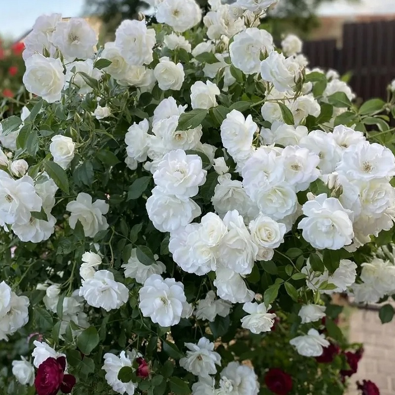 Роза штамбовая Schneeuwitthen