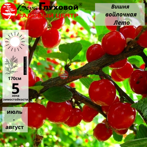Вишня войлочная Лето