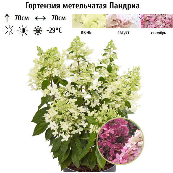 Гортензия метельчатая Пандриа