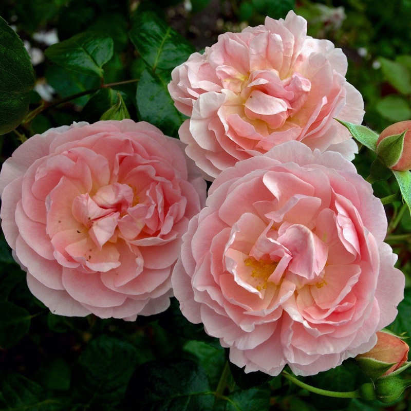 Роза флорибунда D.Austin Strawberry Hill