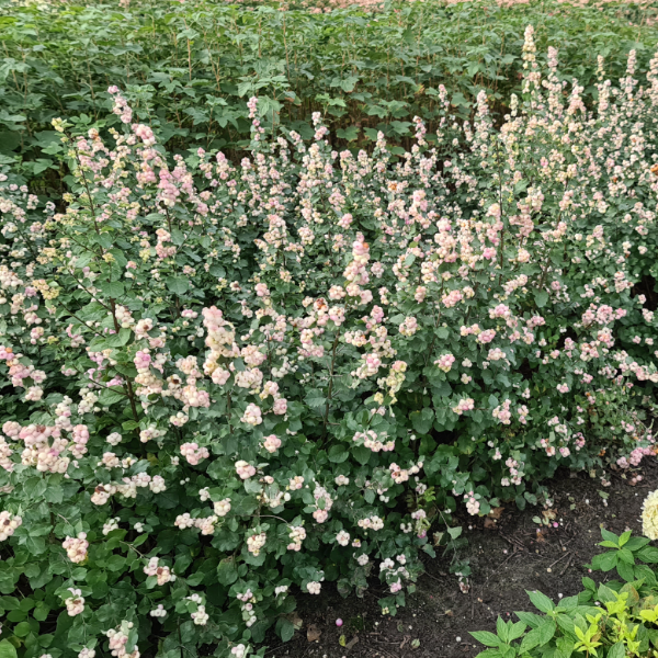 Снежноягодник Симфони Рейв