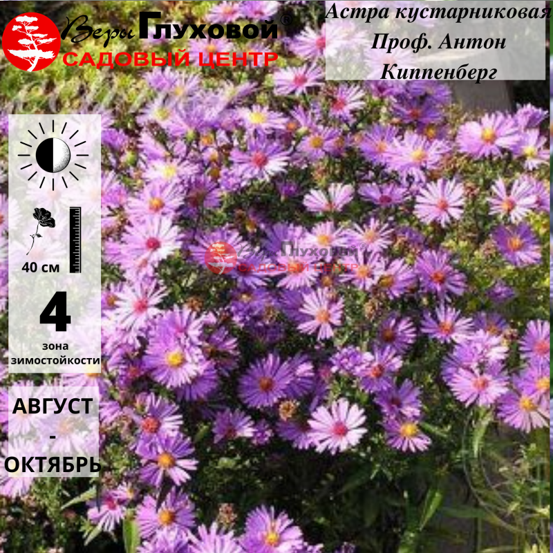 Астра кустарниковая Проф.Антон Киппенберг
