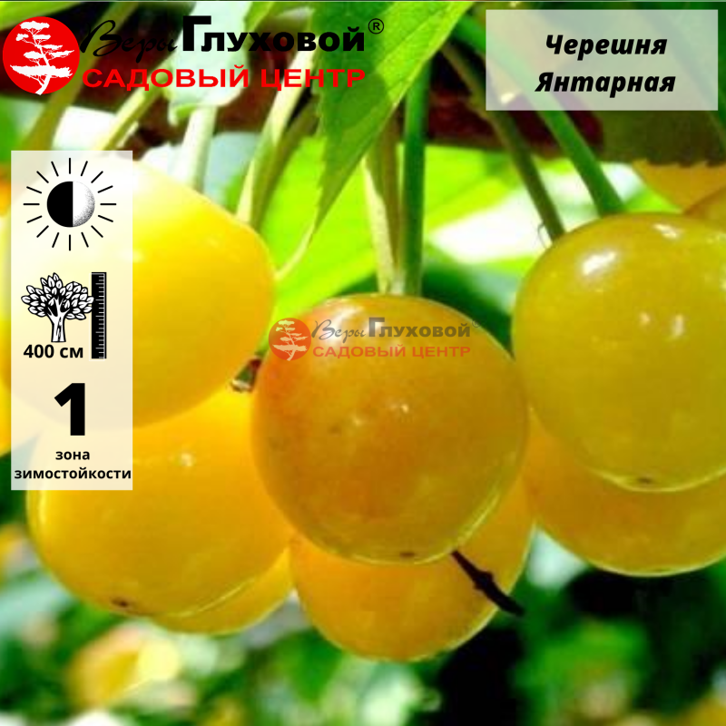 Черешня Янтарная