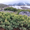 Кедровый стланик (Pinus pumila) С2 РАрт/25
