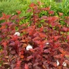 Пузыреплодник калинолистный (Physocarpus opulifolius) Диабло де Ор С3 СП/25