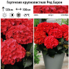 Гортензия крупнолистная (Hydrangea macrophyllа) Ред Барон  С3 СП/25