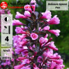 Вейгела цветущая (Weigela florida) Букет Роз  С3 СП/23